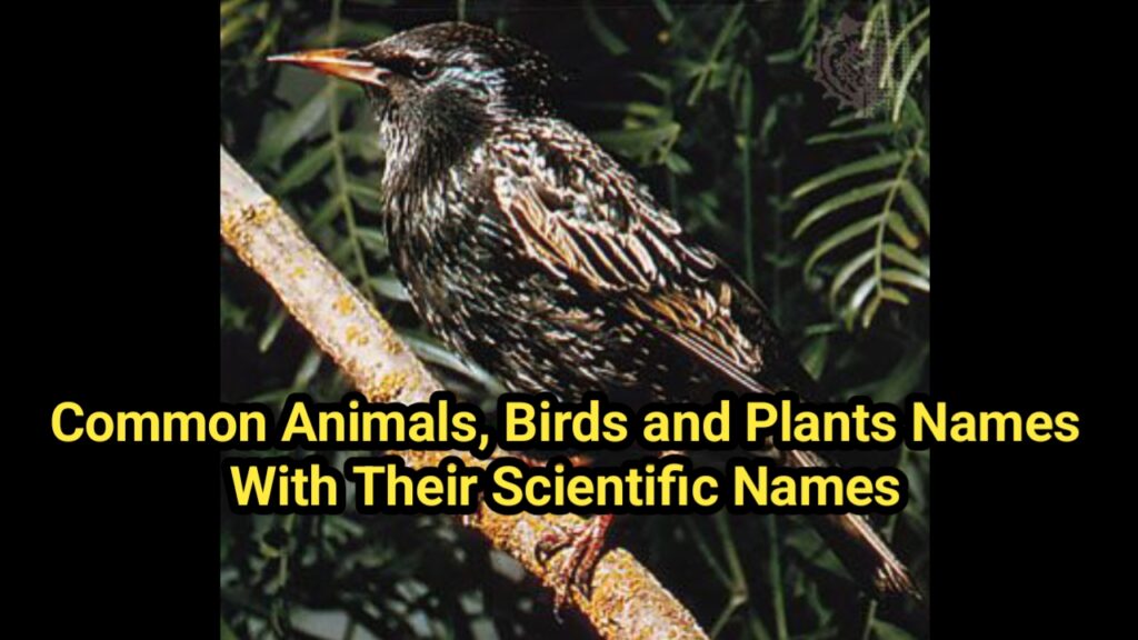 Scientific names